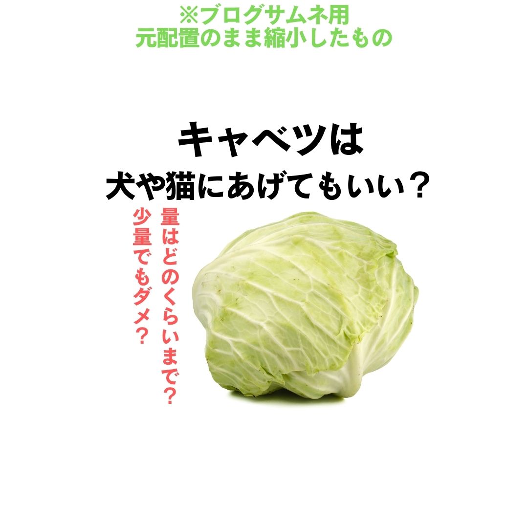 犬や猫にキャベツをあげても良いの 和漢 みらいのドッグフード公式ブログ