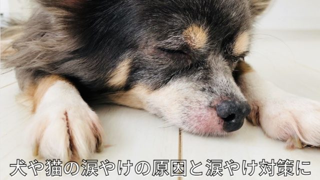 すごい報告 パグの豆蔵くんの奇跡 和漢 みらいのドッグフード公式ブログ