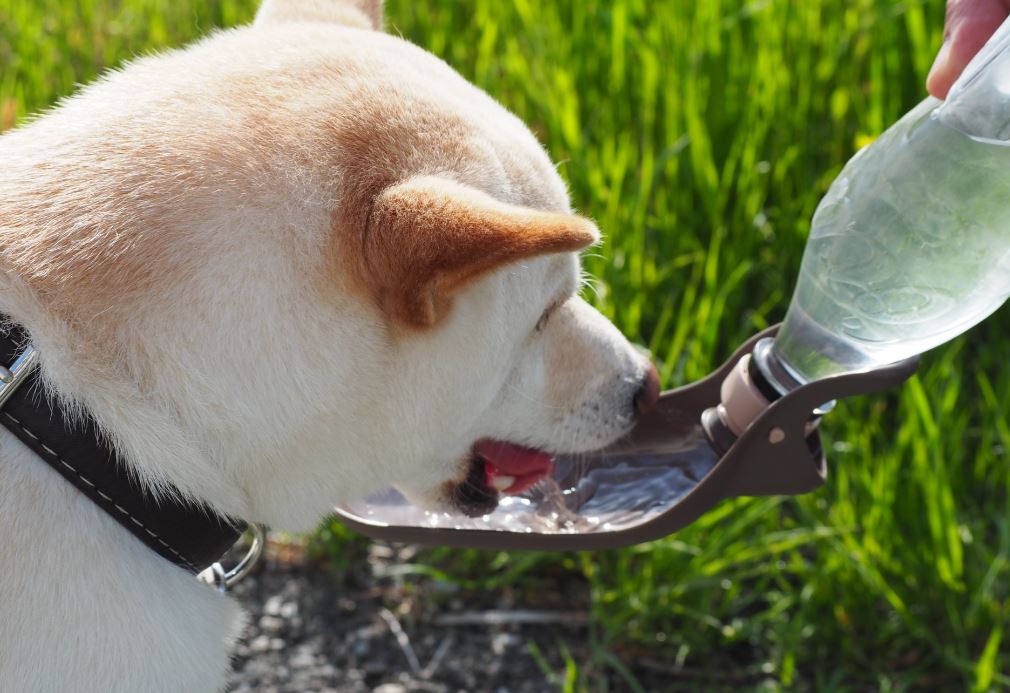 ドッグ・キャットフードを食べない時、水を飲めるかチェック