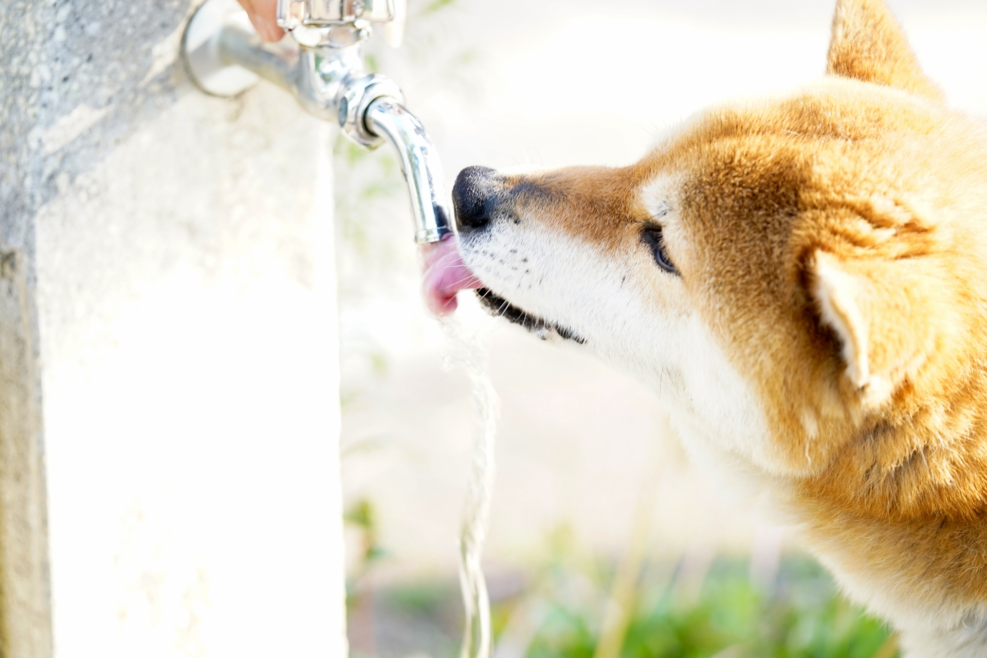 水を飲まない犬の対処法