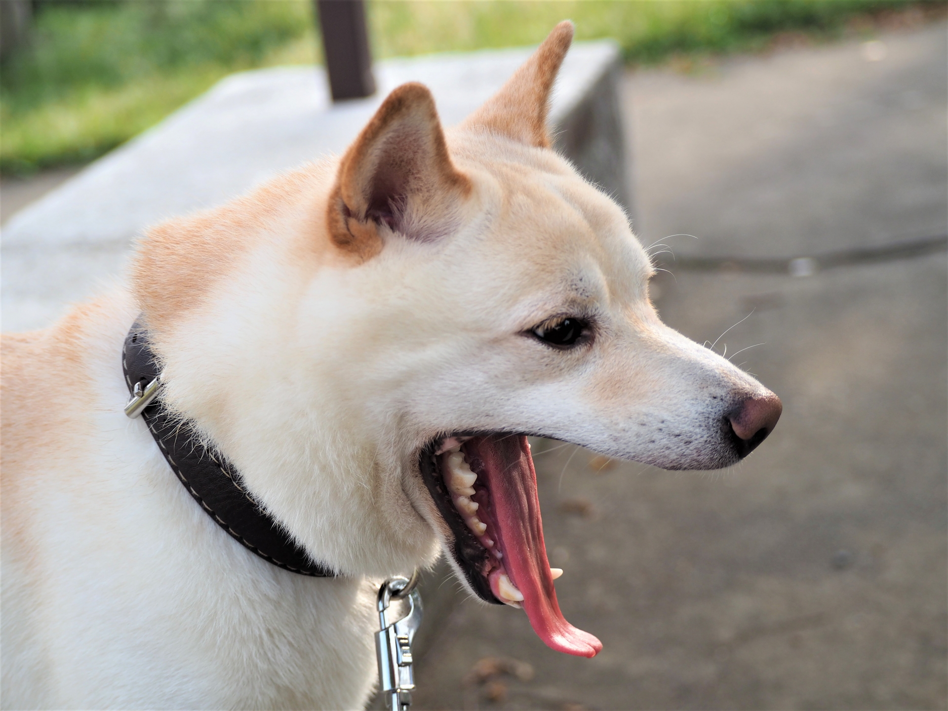 犬があくびをする理由と原因