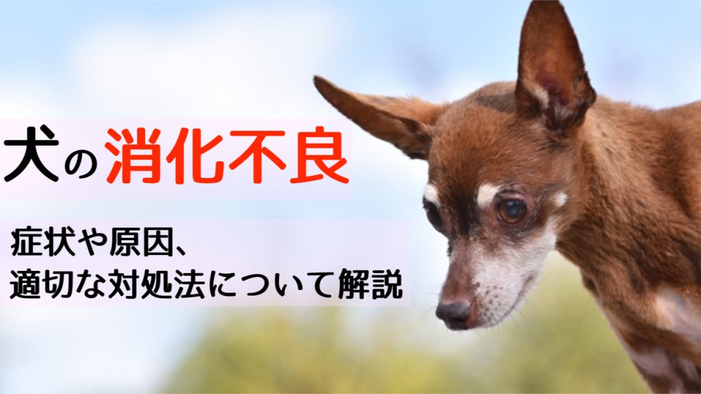 犬の消化不良｜症状や原因、適切な対処法について解説｜和漢・みらいのドッグフード公式ブログ