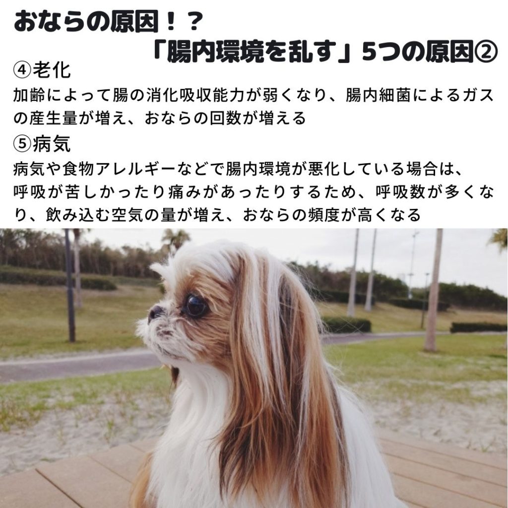 犬のおならが臭い原因｜考えられる病気や適切な対処法を解説｜和漢・みらいのドッグフード公式ブログ