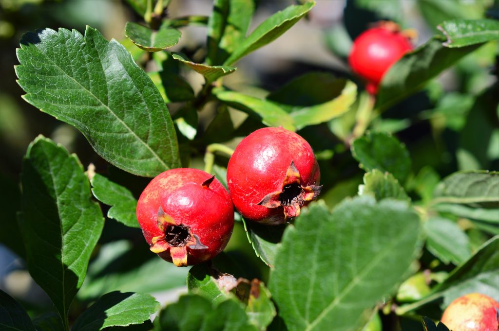 犬猫　ペット　和漢植物　生薬　薬膳　日野先生　山査子　さんざし　サンザシ
