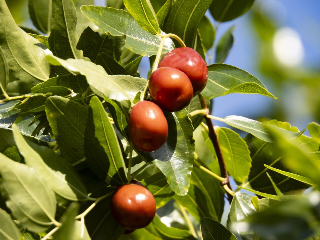 犬猫　ペット　和漢植物　生薬　薬膳　自然の森製薬　みらいのドッグフード　和漢サプリシリーズ　ペットサプリ　大棗　なつめ　ナツメ