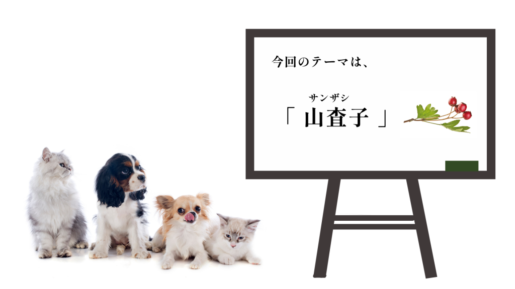 犬猫　ペット　和漢植物　生薬　薬膳　自然の森製薬　みらいのドッグフード　山査子　さんざし　サンザシ