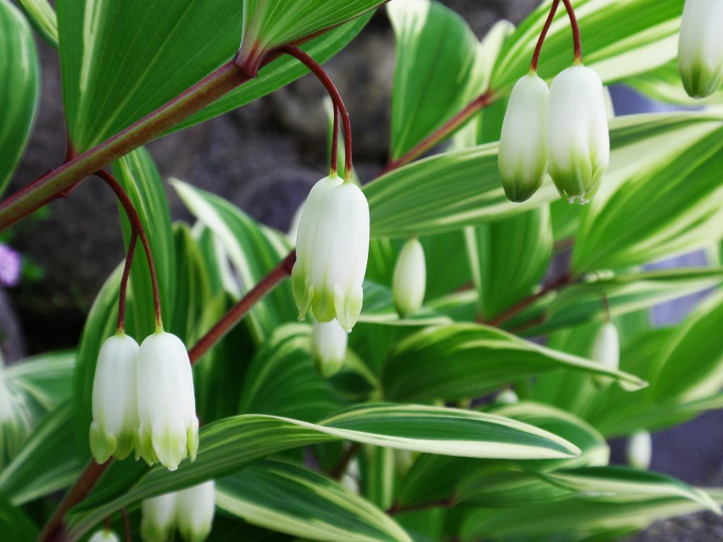 犬猫　ペット　和漢植物　生薬　薬膳　日野先生　黄精　オウセイ　おうせい