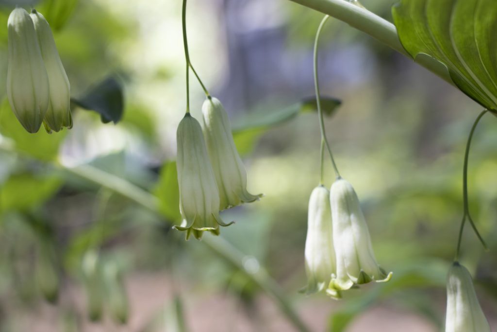 犬猫　ペット　和漢植物　生薬　薬膳　日野先生　黄精　オウセイ　おうせい