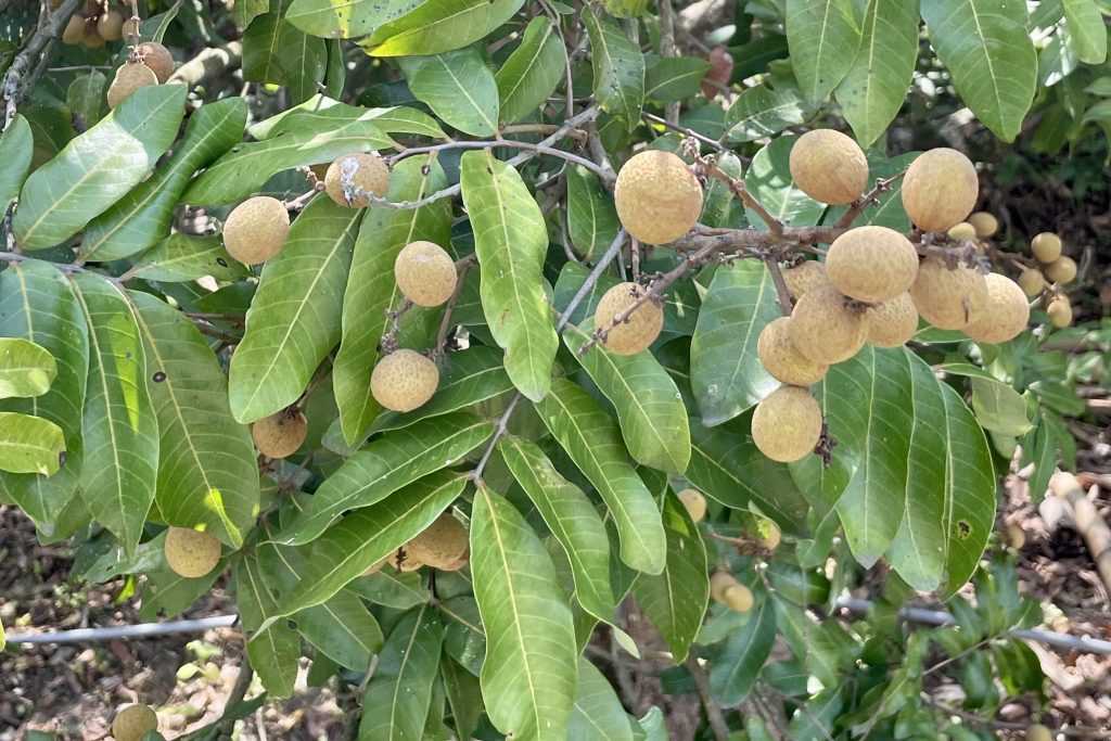 犬猫　ペット　和漢植物　生薬　薬膳　日野先生　竜眼肉　リュウガンニク　りゅうがんにく