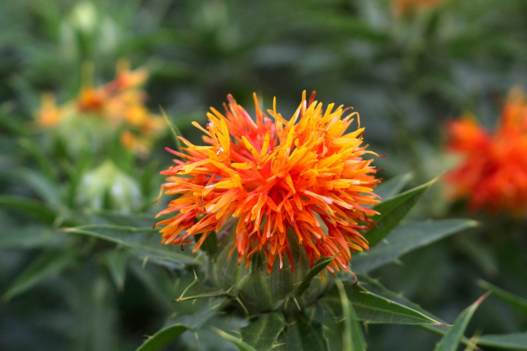 犬猫　ペット　和漢植物　生薬　薬膳　日野先生　紅花　ベニバナ　べにばな