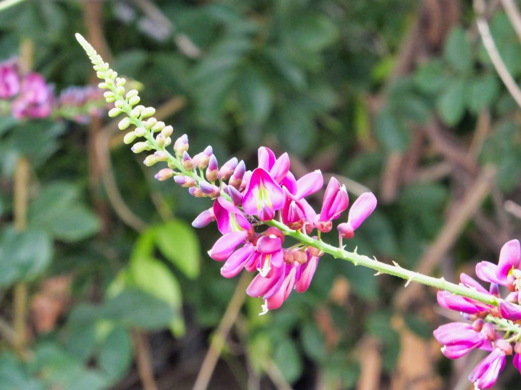 犬猫　ペット　和漢植物　生薬　薬膳　日野先生　鶏血藤　ケイケットウ　けいけっとう