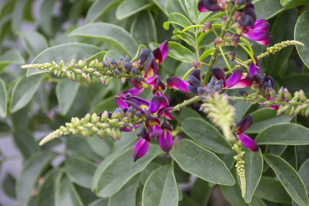 犬猫　ペット　和漢植物　生薬　薬膳　日野先生　鶏血藤　ケイケットウ　けいけっとう