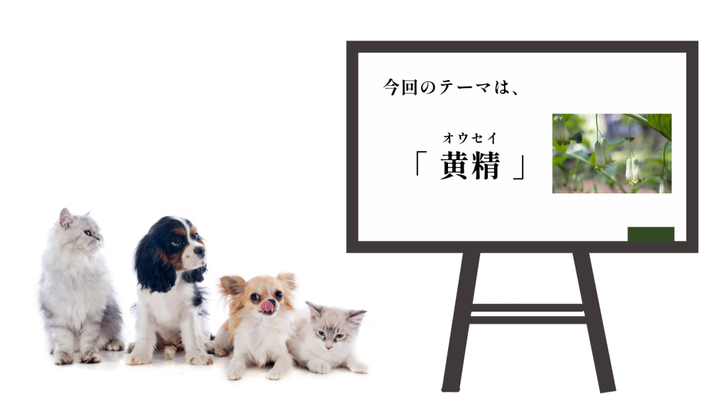 犬猫　ペット　和漢植物　生薬　薬膳　日野先生　黄精　オウセイ　おうせい