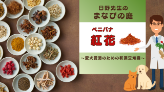 犬猫　ペット　和漢植物　生薬　薬膳　自然の森製薬　みらいのドッグフード　和漢サプリシリーズ　ペットサプリ　日野先生　紅花　べにばな　ベニバナ