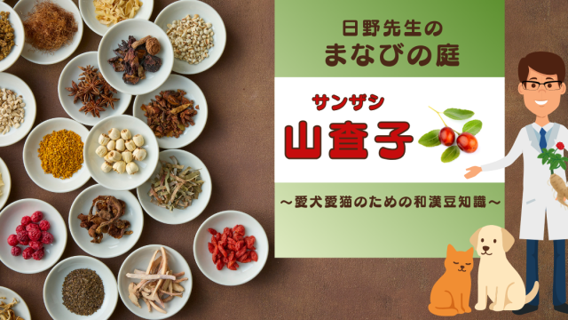 犬猫　ペット　和漢植物　生薬　薬膳　自然の森製薬　みらいのドッグフード　和漢サプリシリーズ　ペットサプリ　日野先生　サンザシ　さんざし　山査子