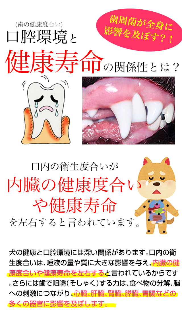 犬や猫の虫歯、歯周（歯垢・歯石）対策、歯磨き（歯みがき）、口腔環境