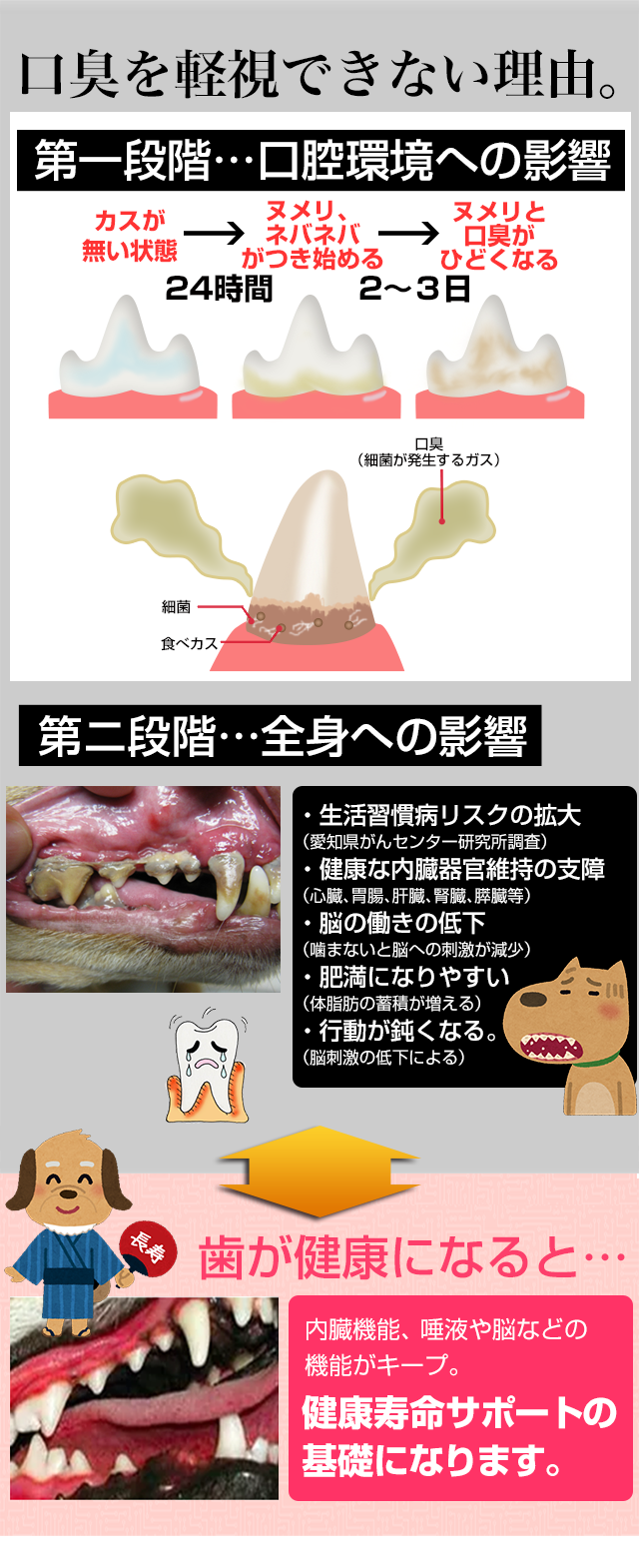 犬や猫の虫歯、歯周（歯垢・歯石）対策、歯磨き（歯みがき）、口腔環境 